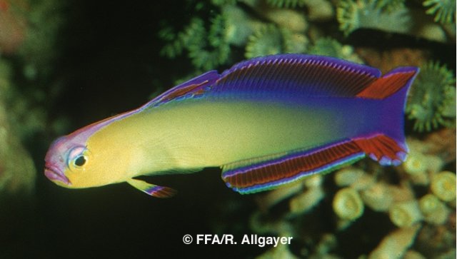 Nemateleotris decora - 